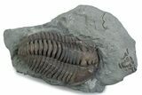 Flexicalymene Trilobite - Mt Orab, Ohio #375201-1